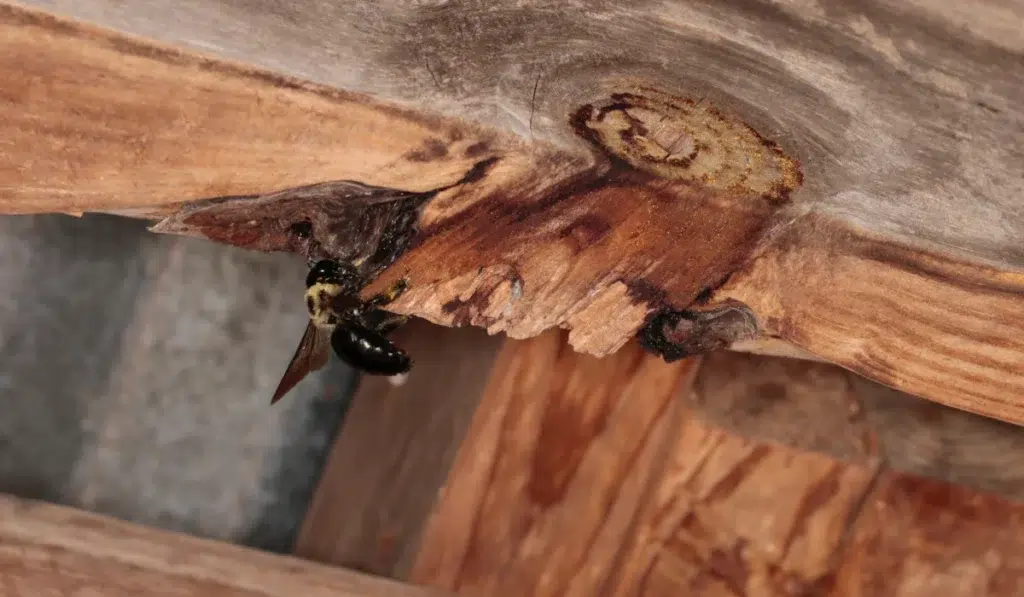 Carpenter bee on 2 by 4 of structure, isolated close up.