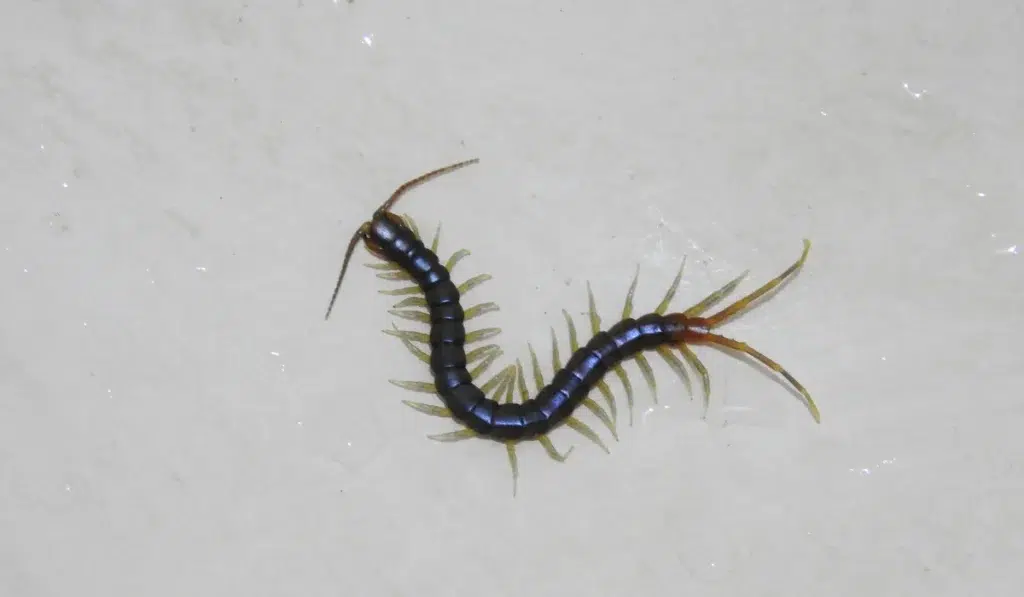Centipede is animal that are poisonous through their bites