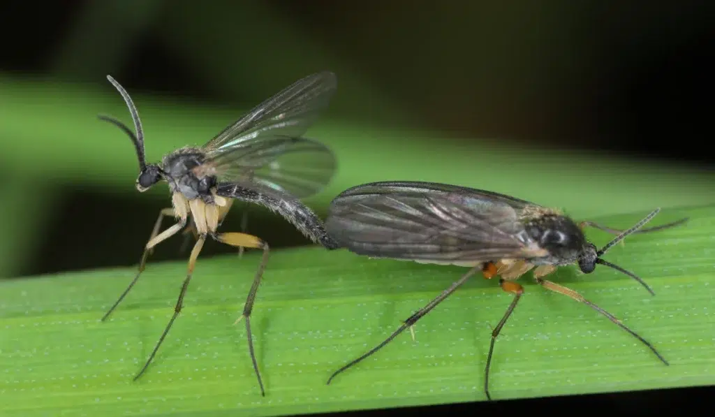Dark-winged fungus gnat (Sciaridae sp), fauna of the soil, insects in the process of copulating, meeting.