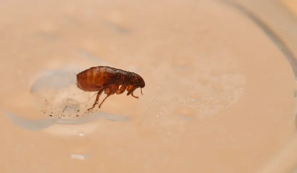 Flea captured in extreme macro view