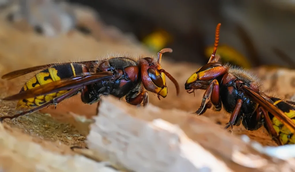 Two hornets face each other